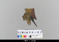 中國北京皮影藏品圖，第1張
